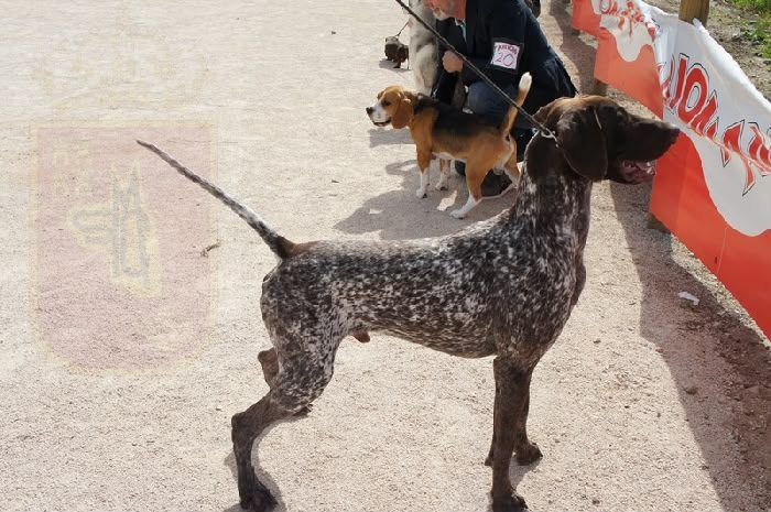 Campeón Joven de España — Los Bigardos